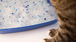 A cat stands next to a blue litter box filled with silica gel cat litter.