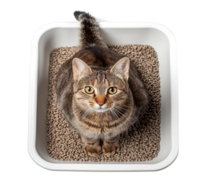 A cat is sitting in the litter box looking into the camera.